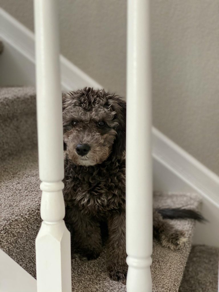 Carpet Stairs