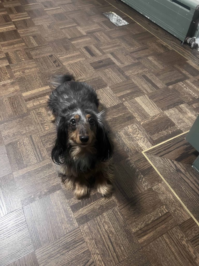 Theo the dog on hardwood floors