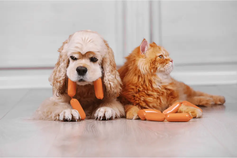 Best Pet-Friendly Flooring