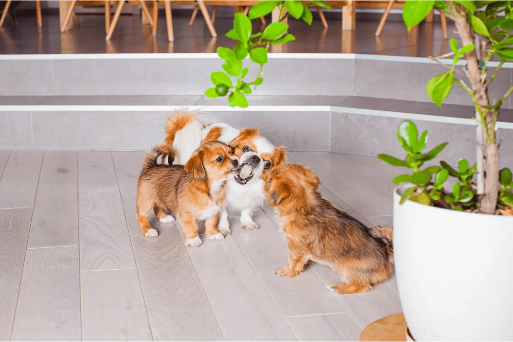 Luxury Vinyl Plank (LVP) Flooring for Pets