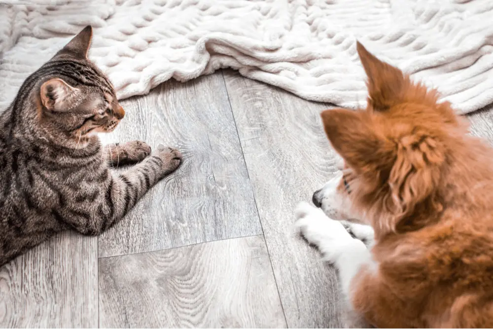 Pet-Friendly Flooring Solutions