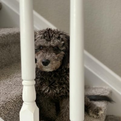 Carpet Stairs