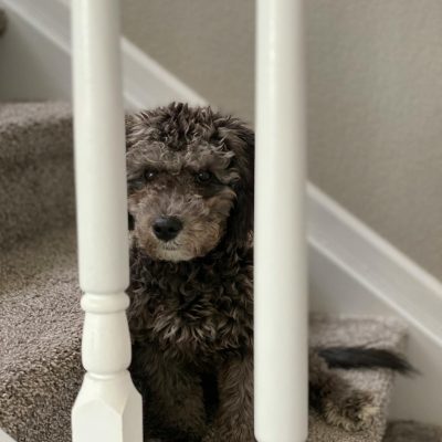 Carpet Stairs
