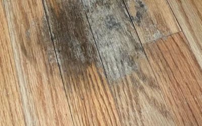 glue down hardwood removal glue down hardwood removal